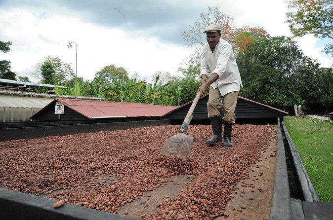 Cacao Plantation and Chocolate Factory Tour- Chocolate Lovers - Lunch buffet and hot chocolate: a tasty break that fits the theme