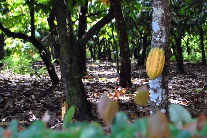 Cacao Plantation and Chocolate Factory Tour- Classic - Cacao at El Sendero del Cacao: from sowing to fermentation
