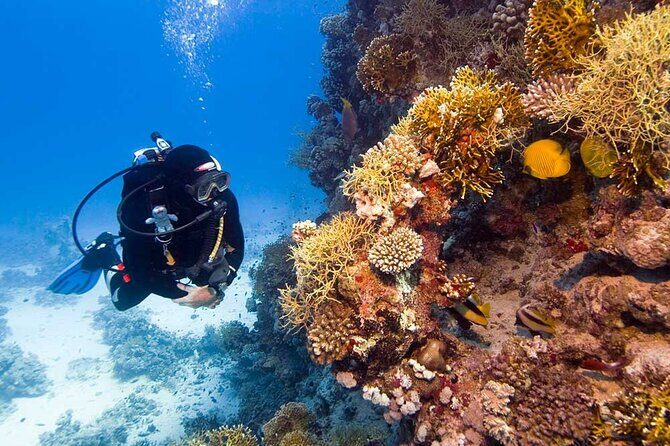Catalina Island Diving Tour - Hotel pickup to the dock: how the day starts