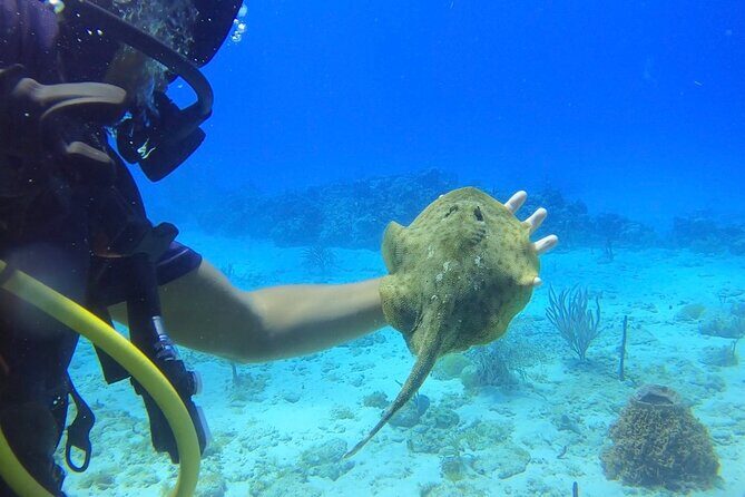 Catalina Island Diving Tour - La Romana stop: the local starting point that shapes your schedule