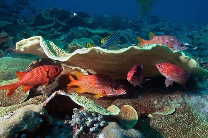 Catalina Island Diving Tour - Price and value: what $210 really covers