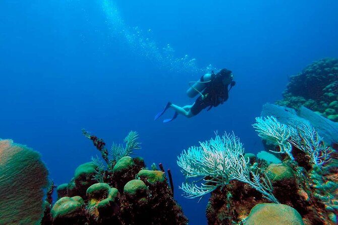 Catalina Island Diving Tour - Weather and timing: the real trade-off