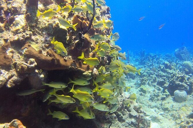 Catalina Island Diving Tour - Service quality: punctual, kind, and clear about the plan