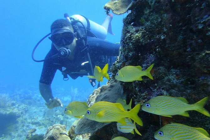 Catalina Island Diving Tour - Who should book this Catalina Island water day
