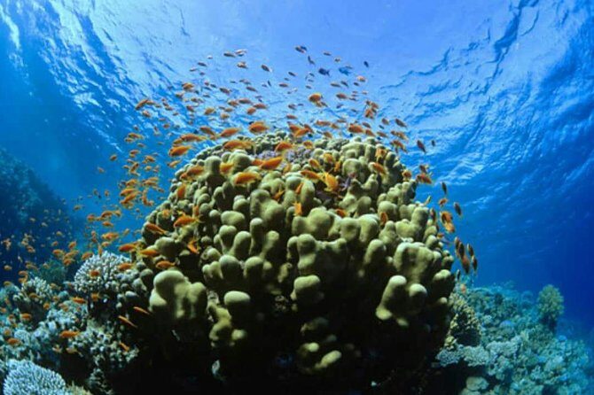 Catalina Island Scuba Diving and Snorkeling Tour from Punta Cana - First stop: The Wall and what to look for underwater