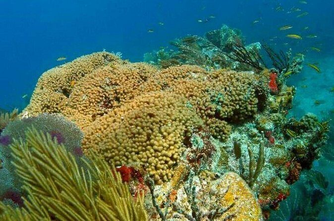 Catalina Island Scuba Diving and Snorkeling Tour from Punta Cana - Catalina Island: beach time, Dominican BBQ, and drinks