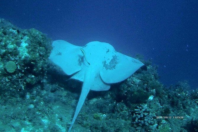Catalina Island Scuba Diving and Snorkeling Tour from Punta Cana - The morning pickup hiccup: what to do with that risk