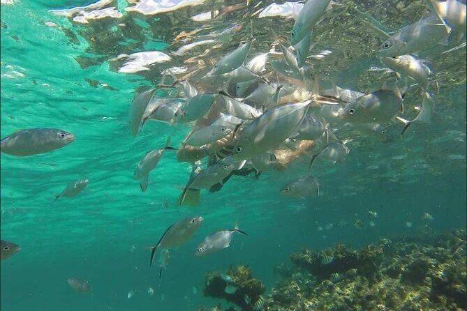 Catamaran and Snorkeling Party with Drink Included in Punta Cana - Who this catamaran party is best for (and who should think twice)