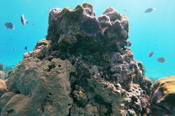 Catamaran Party Cruise with Snorkeling & BBQ - Getting there and back from your hotel: transport that shapes the day