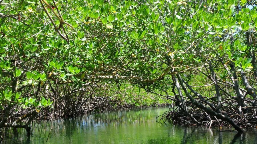 Cayo Arena: Paradise Island and Mangroves Tour - Should you book? My practical call