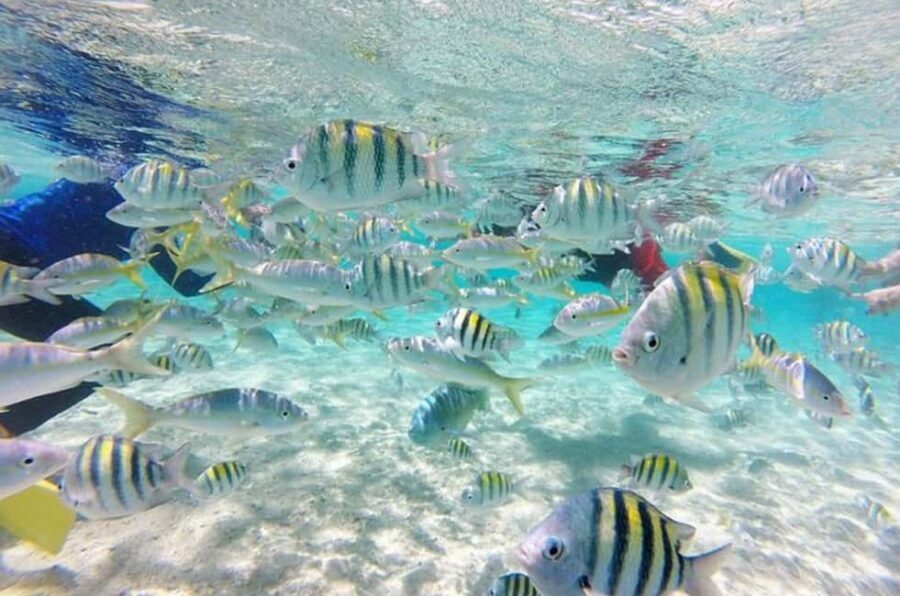 Cayo Arena: Paradise Island & Magroves Tour Private - Cayo Arena: white sand, clear water, and coral gardens