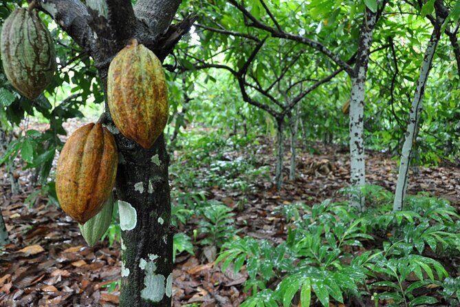 Cocoa & Artisan Chocolate Route with an Historical Tour in Puerto Plata City - Making Chocolate Yourself: Messy Hands, Real Satisfaction