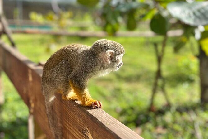 Damajagua Waterfalls and Monkey Private Van Tour - Private van logistics: value is in what you don’t have to manage