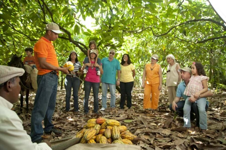 Dominican Republic: 3-Hour Chocolate Lovers Tour - 3) Organic cacao plantation visit: planting your own cacao