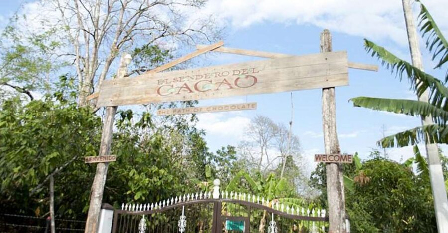 Dominican Republic: 3-Hour Chocolate Lovers Tour - 7) Second plantation stop: small-scale automated processing and more fermentation lessons