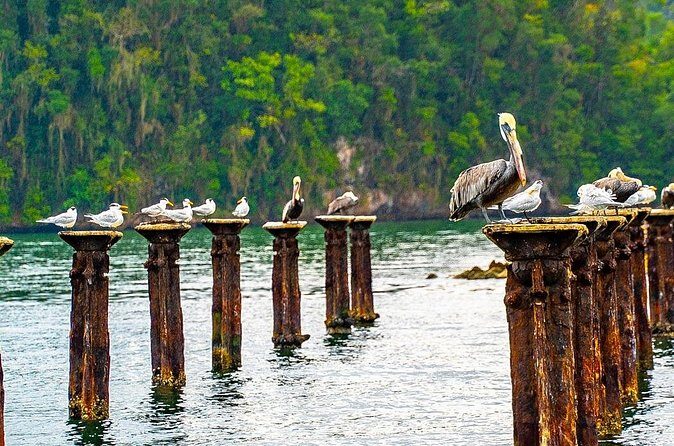 Excursion Los Haitises + Cayo Levantado (Bacardí Island) from Santo Domingo - Should you book the Los Haitises + Cayo Levantado day trip?