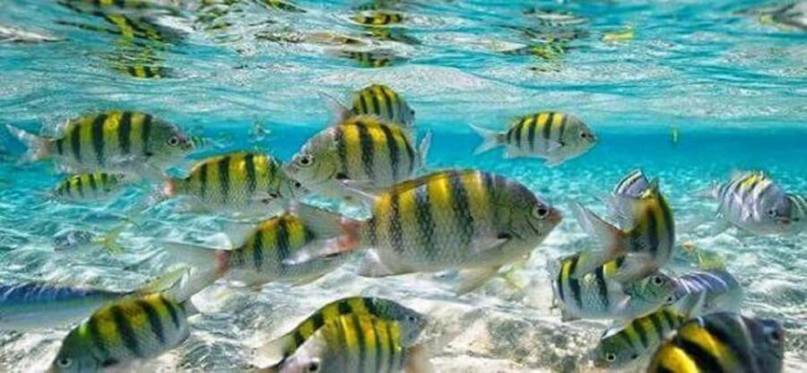 From Puerto Plata: Cayo Arena by VIP Speedboat and Snorkel - Puerto Plata to Punta Rucia: the ride that sets the pace