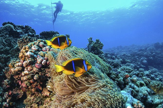 Full-Day Catalina Island Scuba Diving Tour from La Romana - The Wall Reef: Higher Drama, Wider Depth Range