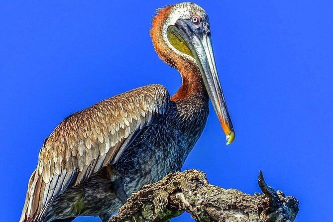 Full-Day Tour of Cayo Levantado and Los Haitises National Park - Weather matters more than you think