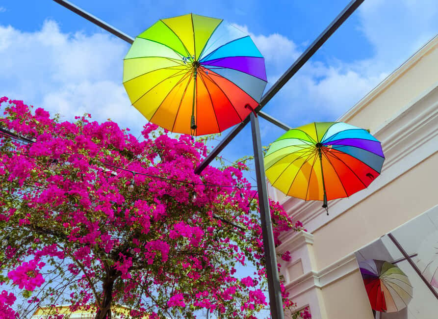 Half Day Private City Tour of Puerto Plata - First stops: Macorix Rum and Del Oro Chocolate (your best “morning energy” move)