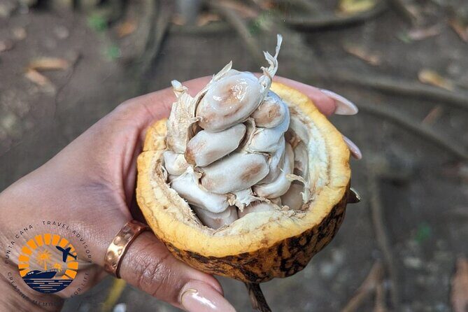 Higuey expedition cultural and historical tour from Punta Cana - Higüey market time: botany lessons, local producers, and craft shopping
