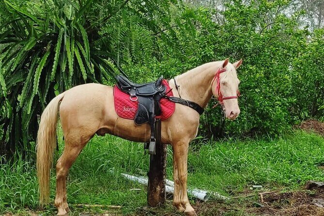 Horseback Riding tour near Santo Domingo with pick up and dropoff - Why this horseback ride works when you only have a few hours