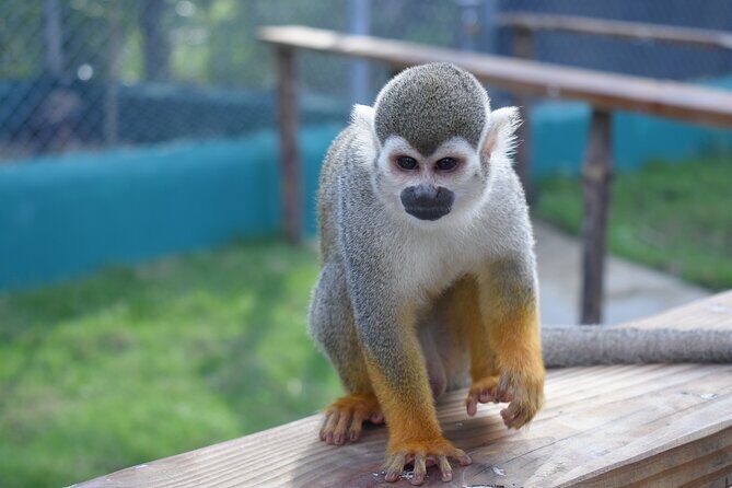 Interaction with Monkey Tour & city tour in Puerto Plata - Price and Value: What $100 Really Buys