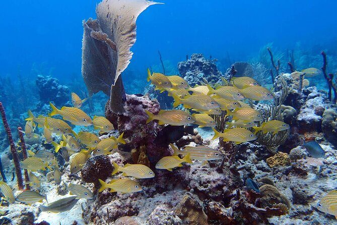 Learn to Scuba Dive in Punta Cana - Getting to the Reef: Meeting Point, Pickup, and What $115 Covers