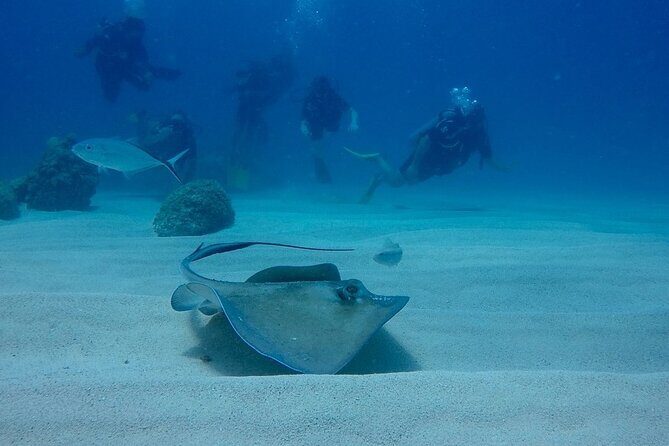 Local diving Bávaro -Double tank - The Underwater Stops: Reefs, Canyons, and Shipwrecks