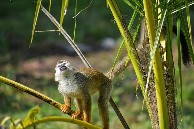 Monkey Encounter and Zip Line Tour from Amber Cove and Taino Bay - Puerto Plata squirrel monkey encounter: close, but follow the rules