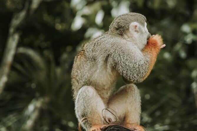 Monkey Jungle with Zip line - El Choco Countryside: Farms, Paso Fino Schools, and Real-World Daily Life