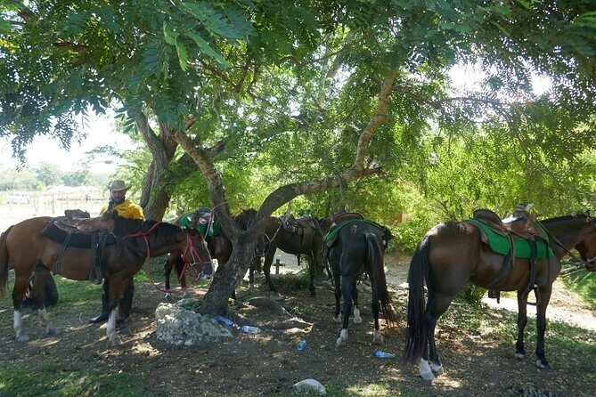 mountain horse back riding - Safety and “Calm Horses” That Actually Change the Experience
