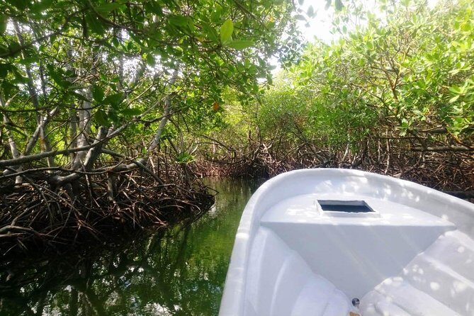 Paradise Island & Mangroves Tour - Speedboat Through the Mangroves: The Part People Remember