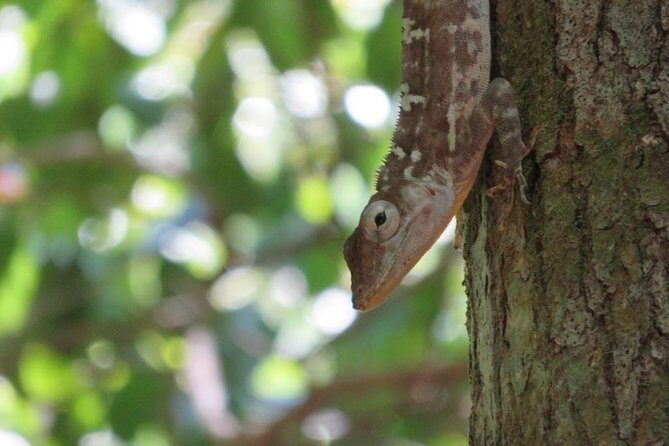 Private Boat Nature Tour of Los Haitises National Park - Exploring the rainforest and stepping into the caves