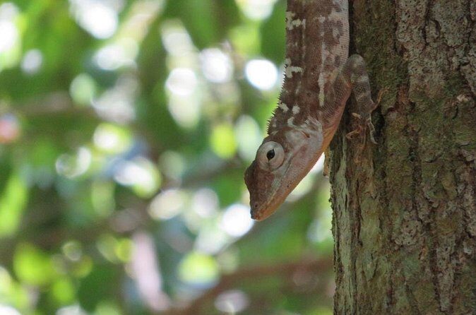 Private Boat Nature Tour of Los Haitises National Park - What’s included (and why the price feels fair)