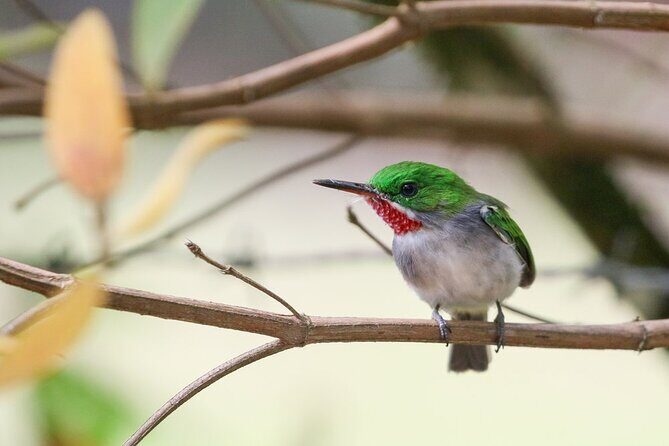 Private Boat Nature Tour of Los Haitises National Park - Weather rules: the only real variable you can’t control