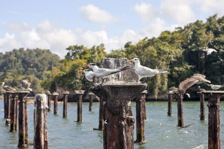Private: Los Haitises & Cayo Levantado from Samana - Getting from Samaná to Los Haitises: boat ride, mangroves, and real logistics
