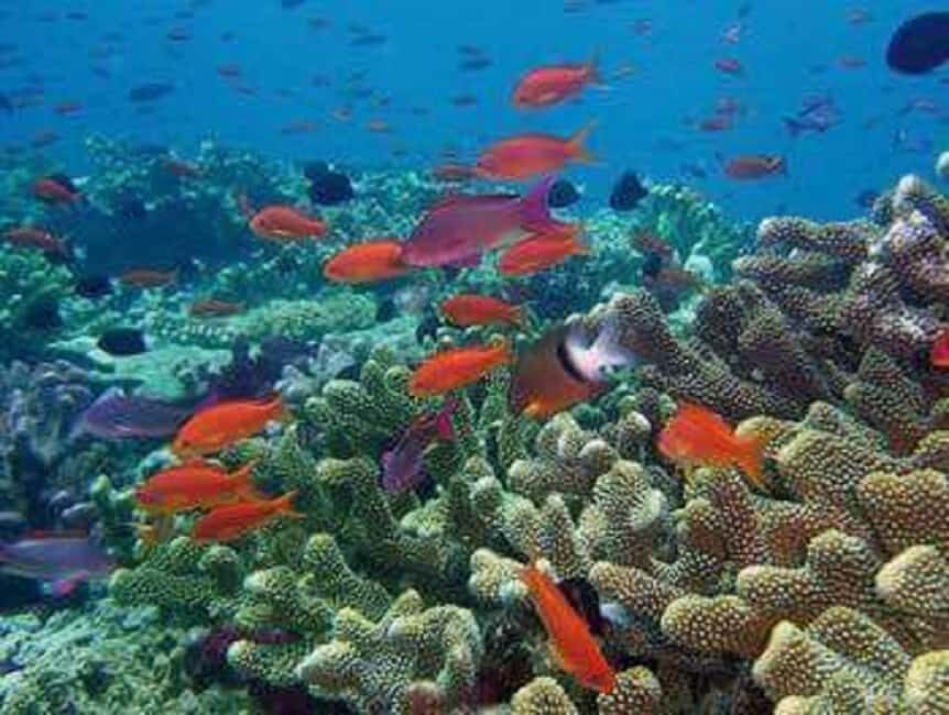 Puerto Plata: Cayo Arena Tour with Snorkeling and Mangroves - Group pace, comfort, and what to bring