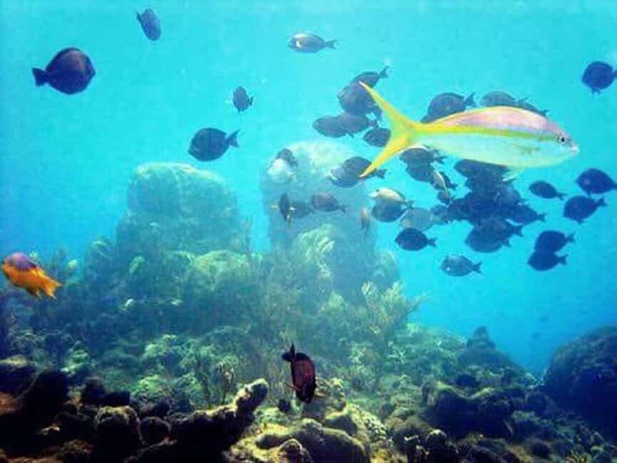 Puerto Plata: Cayo Arena Tour with Snorkeling and Mangroves - Price and value: what $95 really buys you