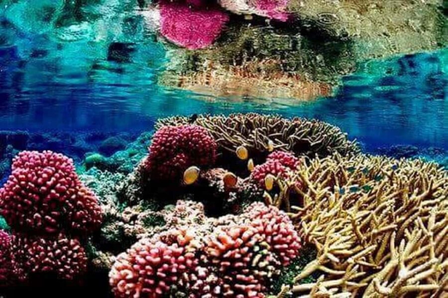 Puerto Plata: Cayo Arena Tour with Snorkeling and Mangroves - When the tour runs and why weather changes plans