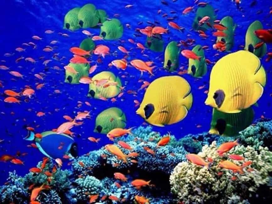 Puerto Plata: Cayo Arena Tour with Snorkeling and Mangroves - Who this tour suits best (and who should think twice)