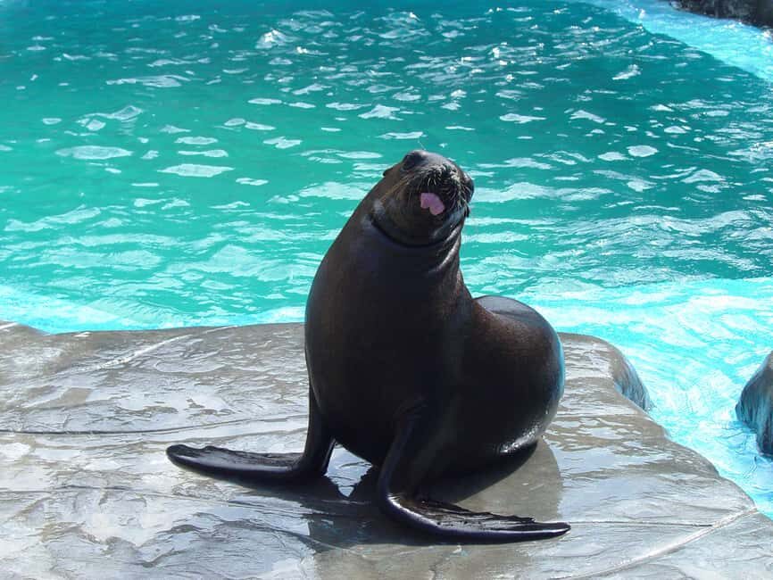 Puerto Plata Ocean World Tickets - Cofresi Beach arrival and hotel pickup that shapes the day