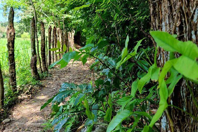 Puerto Plata Rejoya River Excursion Amber Cove Taino Bay Hotels - The hike part: what 30 minutes of walking really means