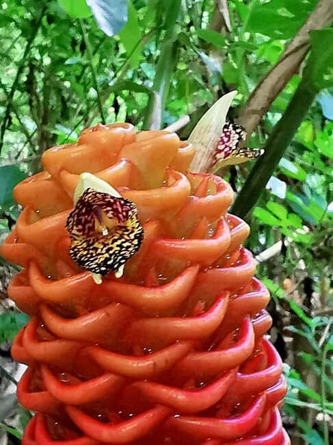 Puerto Plata: Taino Valley and Dominican Flavor Experience - Charco de Mariano and the Sonador creek stop
