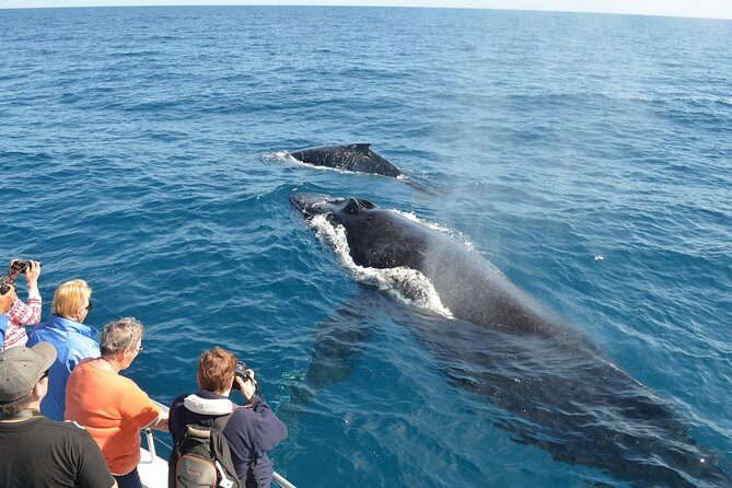 Samaná Whale Watching + Cayo Levantado (Bacardi Island). - Key highlights worth knowing
