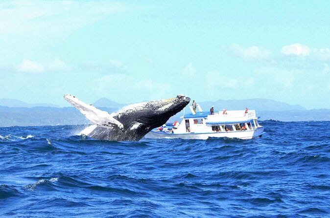 Samaná Whale Watching + Cayo Levantado (Bacardi Island). - On the water in Samana Bay: whale watching done with a practical mindset