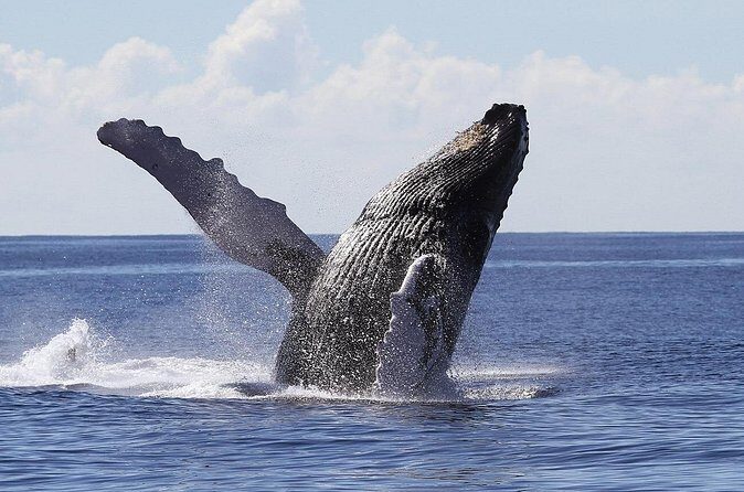 Samaná Whale Watching + Cayo Levantado (Bacardi Island). - Cayo Levantado (Bacardi Island): lunch, swimming time, and what to plan for