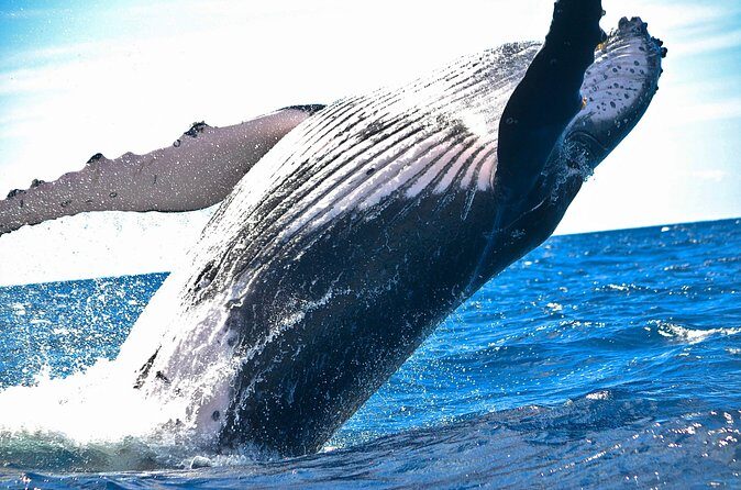 Samaná Whale Watching + Cayo Levantado (Bacardi Island). - Food on the island: beach lunch plus vegan options