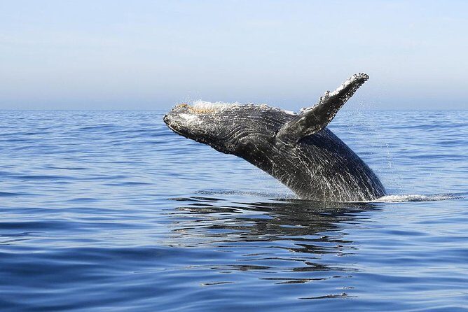 Samana Whale Watching + Cayo Levantado ( Bacardi Island) with Lunch by Locals - Open Catamaran Time: Better Viewing Than You’d Expect