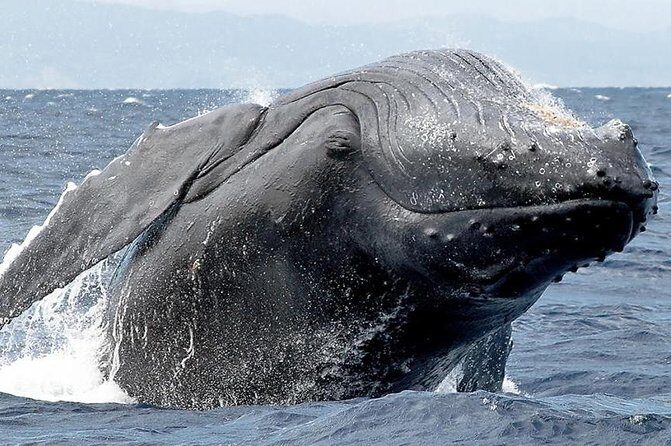Samana Whale Watching + Cayo Levantado ( Bacardi Island) with Lunch by Locals - Price and Value: What You’re Paying For at $65